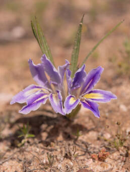 Common Bobbejaantjie (Babiana ambigua)