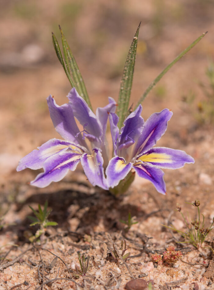 Common Bobbejaantjie (Babiana ambigua)