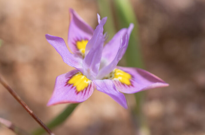 Bigseed Tulp (Moraea macrocarpa)