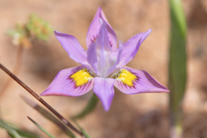 Bigseed Tulp (Moraea macrocarpa)