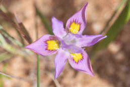 Bigseed Tulp (Moraea macrocarpa)