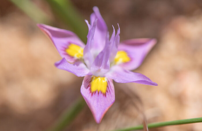 Bigseed Tulp (Moraea macrocarpa)