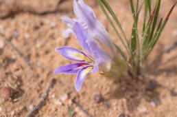 Common Bobbejaantjie (Babiana ambigua)