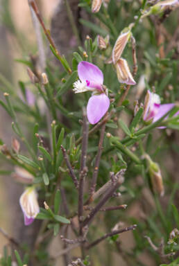 Cape plant (Polygala)