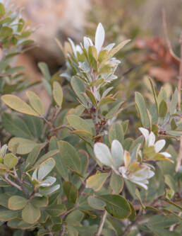 Redflower Currentrhus (Searsia scytophylla)