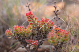 Fringe Stonecrop (Crassula undulata)