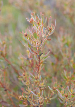 Oily Conebush (Leucadendron glaberrimum)