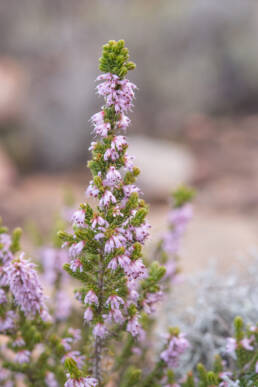 Cape plant (Erica)