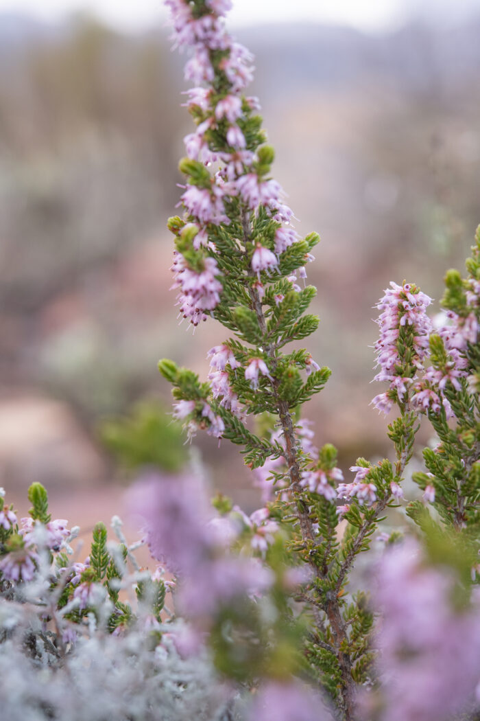 Cape plant (Erica)