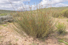 Cape plant (Willdenowia)