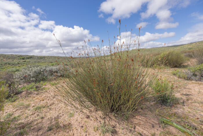 Cape plant (Willdenowia)