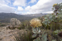 Wagon Tree (Protea nitida)