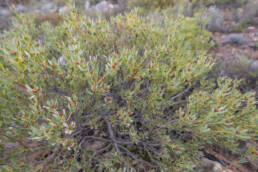 Oily Conebush (Leucadendron glaberrimum)