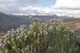 Cape plant (Phylica)