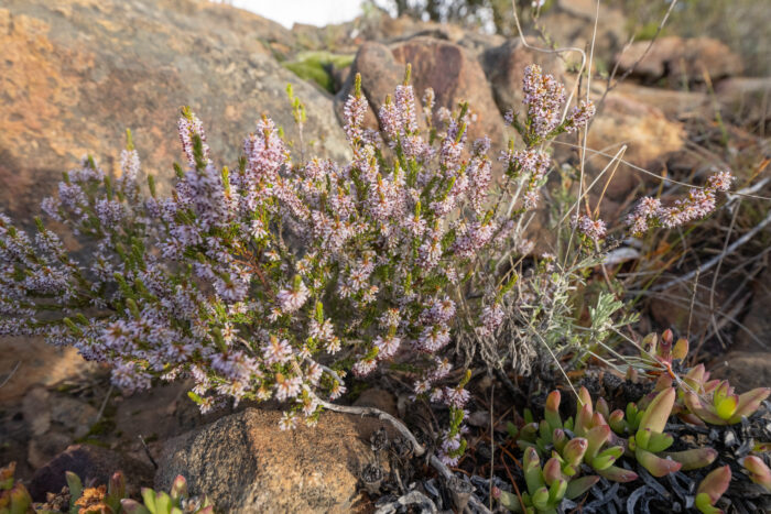 Cape plant (Erica)