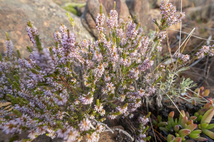 Cape plant (Erica)