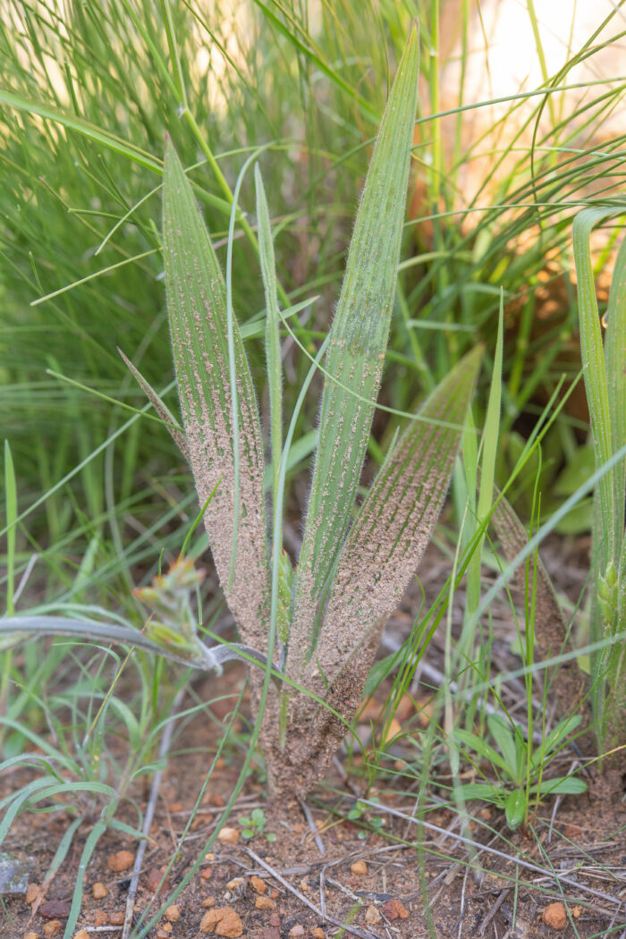 Strict Bobbejaantjie (Babiana nervosa)