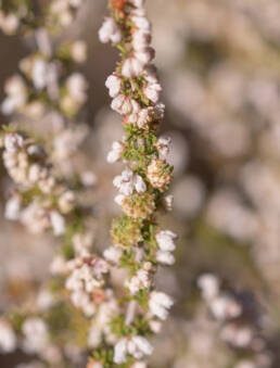 Cape plant (Erica)