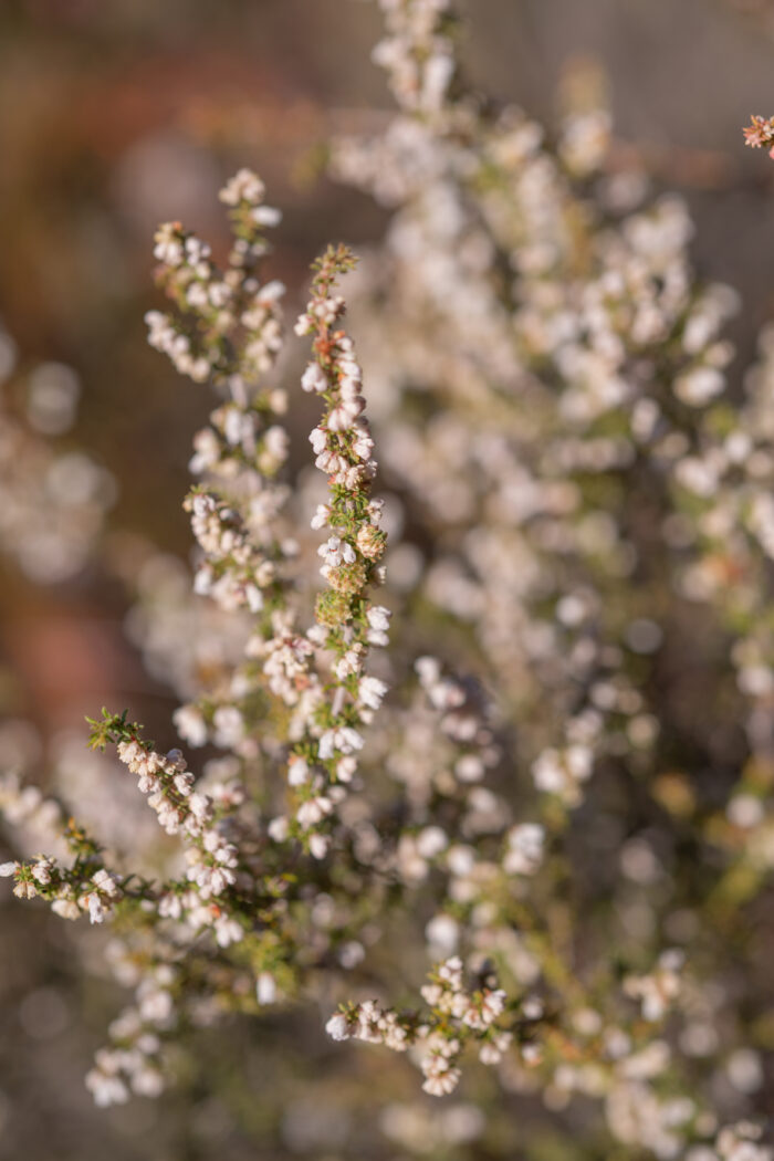 Cape plant (Erica)