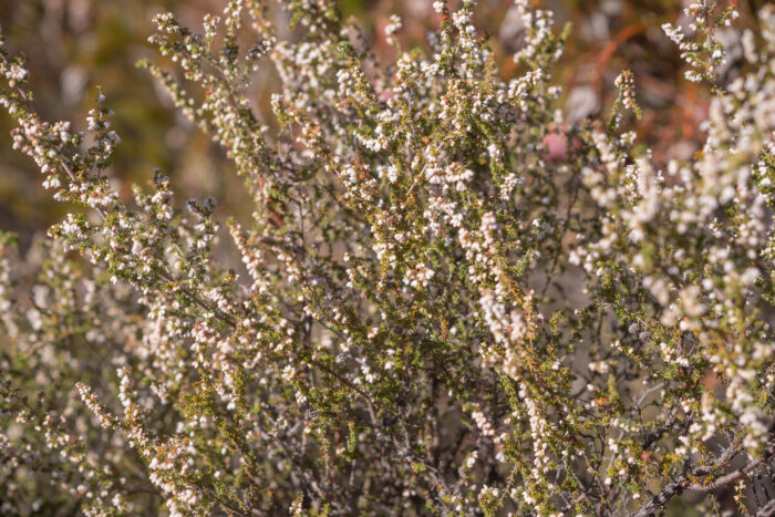 Cape plant (Erica)