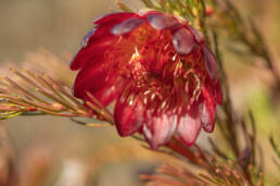 Mountain-Rose Sugarbush (Protea nana)