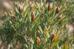 Spinning-top Conebush (Leucadendron rubrum)