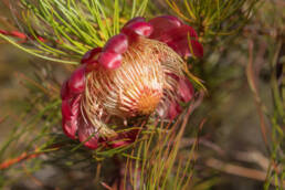 Ceres Sugarbush (Protea pityphylla)