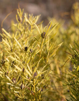 Common Sunshine Conebush (Leucadendron salignum)