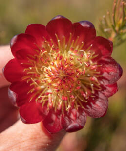 Mountain-Rose Sugarbush (Protea nana)