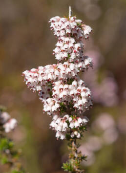 Cape plant (Erica)