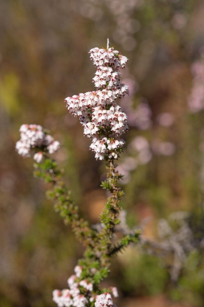 Cape plant (Erica)