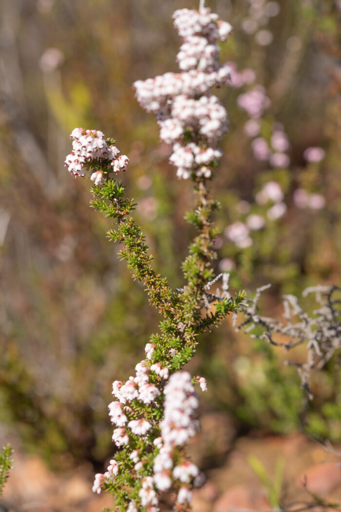 Cape plant (Erica)