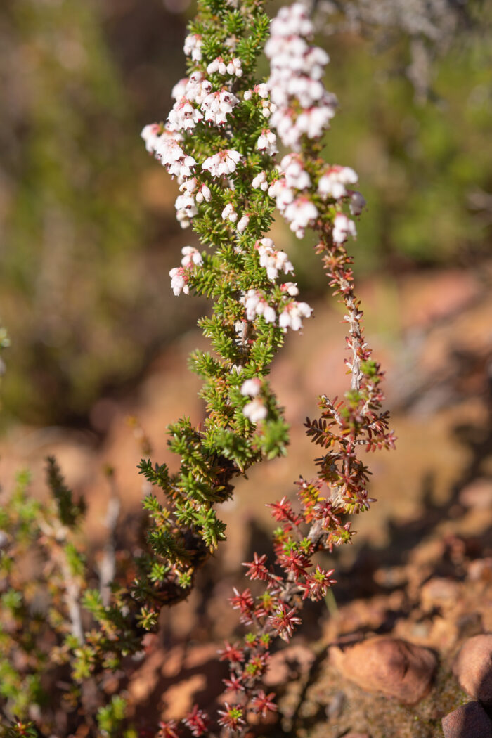 Cape plant (Erica)