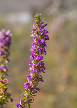 Cape plant (Muraltia)