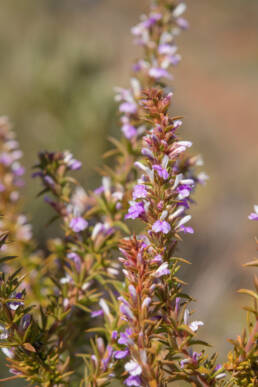 Cape plant (Muraltia)