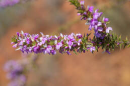 Cape plant (Muraltia)