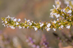 Cape plant (Muraltia)