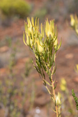 Common Sunshine Conebush (Leucadendron salignum)