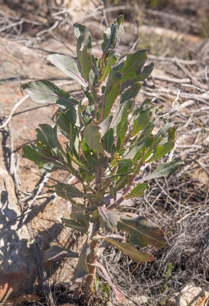 Poorflower Babooncabbage (Othonna parviflora)