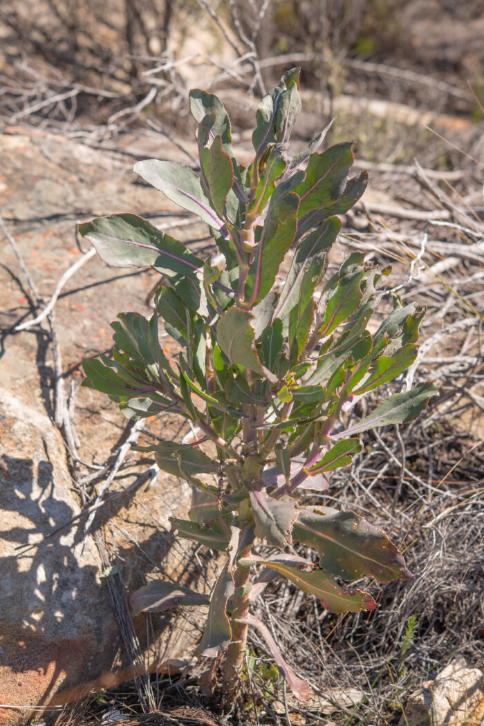 Poorflower Babooncabbage (Othonna parviflora)