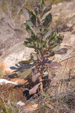 Poorflower Babooncabbage (Othonna parviflora)