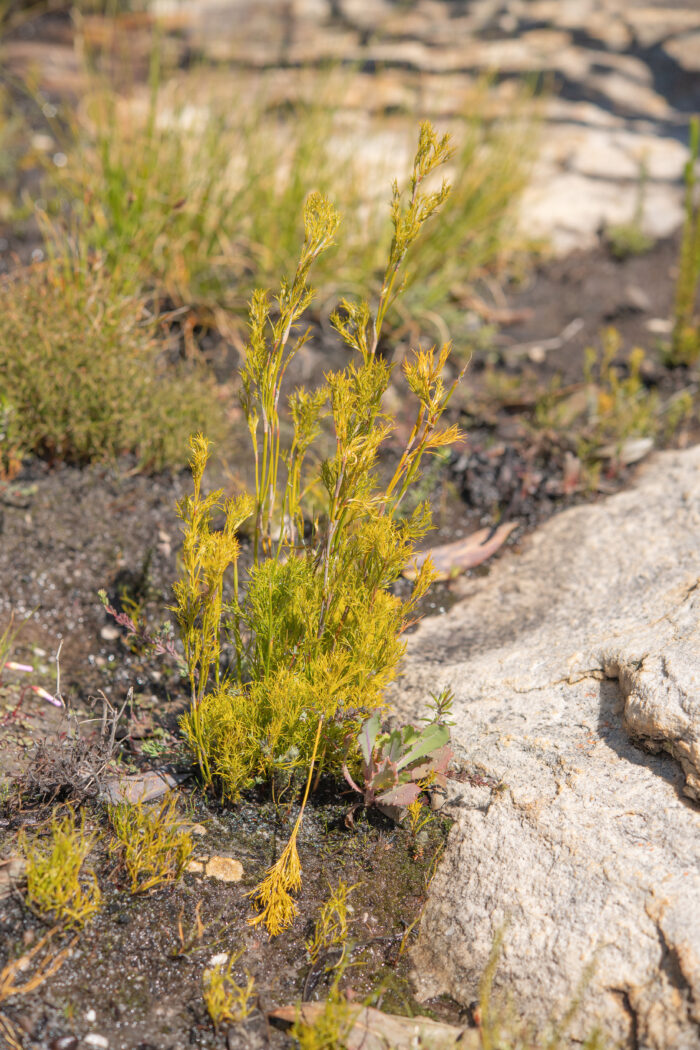 Cape plant (Restionaceae)