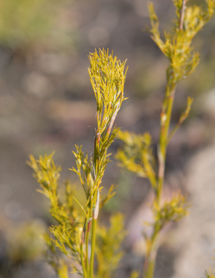 Cape plant (Restionaceae)