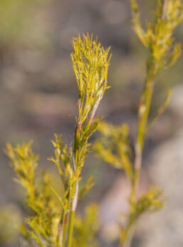 Cape plant (Restionaceae)