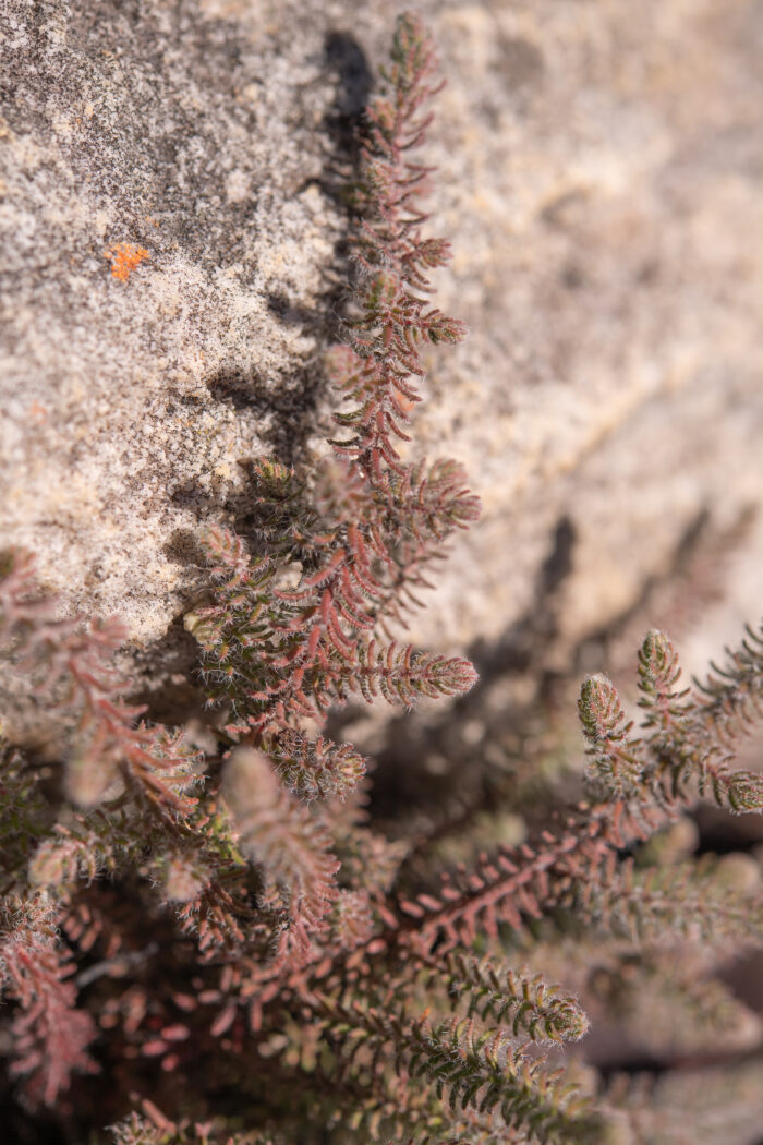 Cape plant (Erica)