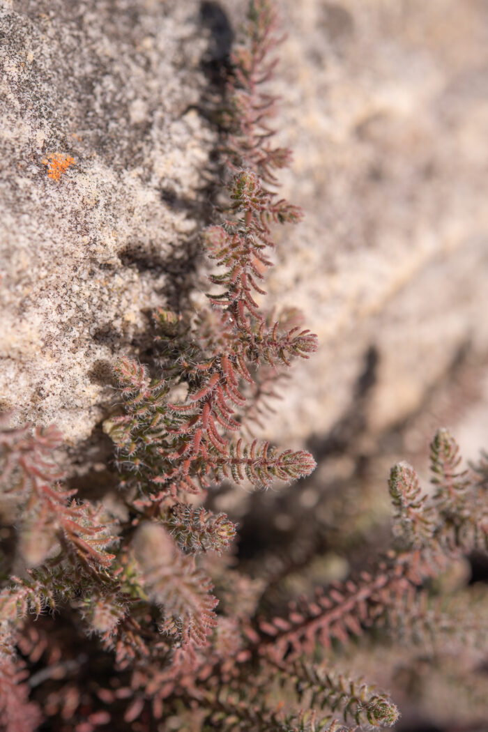 Cape plant (Erica)