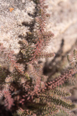 Cape plant (Erica)