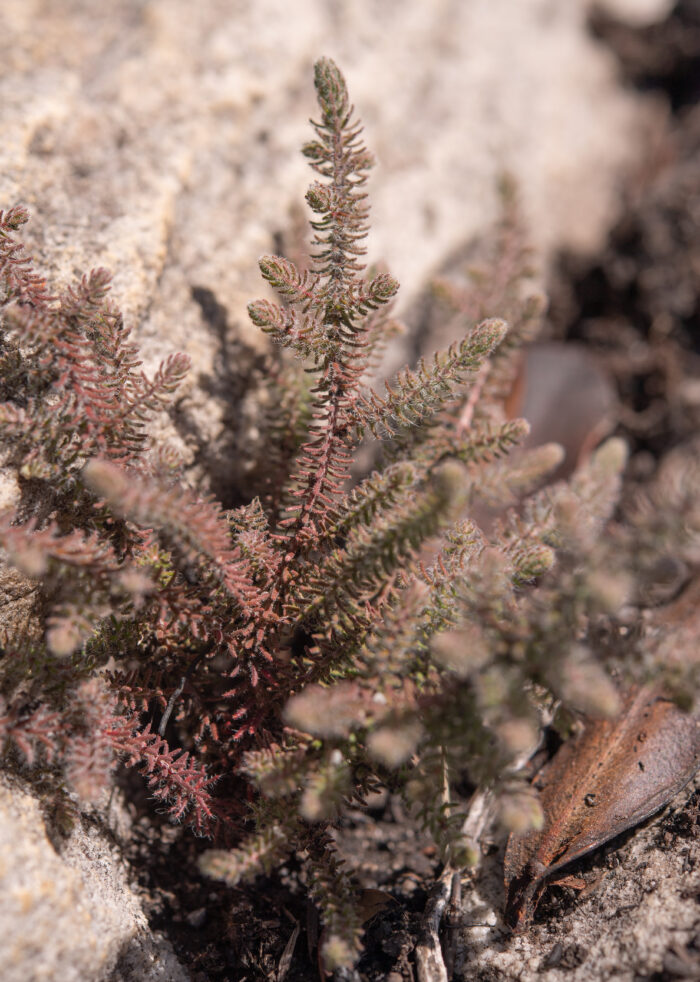 Cape plant (Erica)