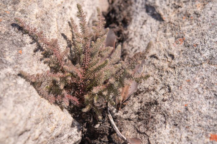 Cape plant (Erica)