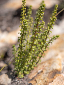 Cape plant (Pseudoselago)